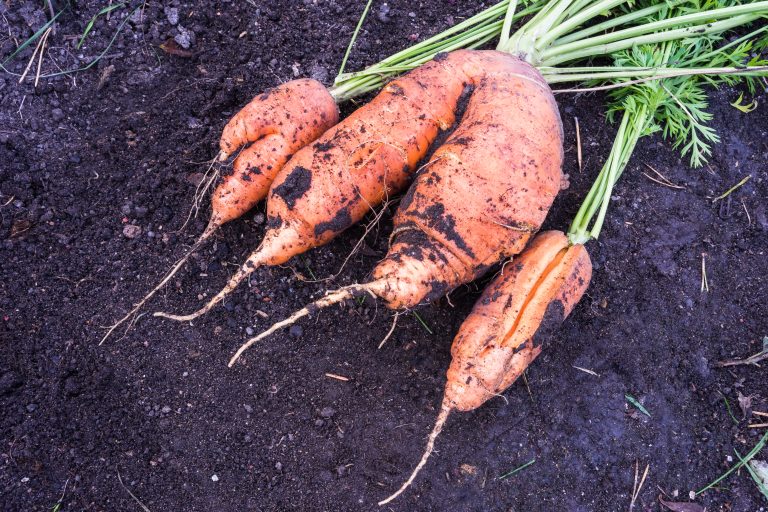 v-shaped double carrot roots and split carrot  just harvested