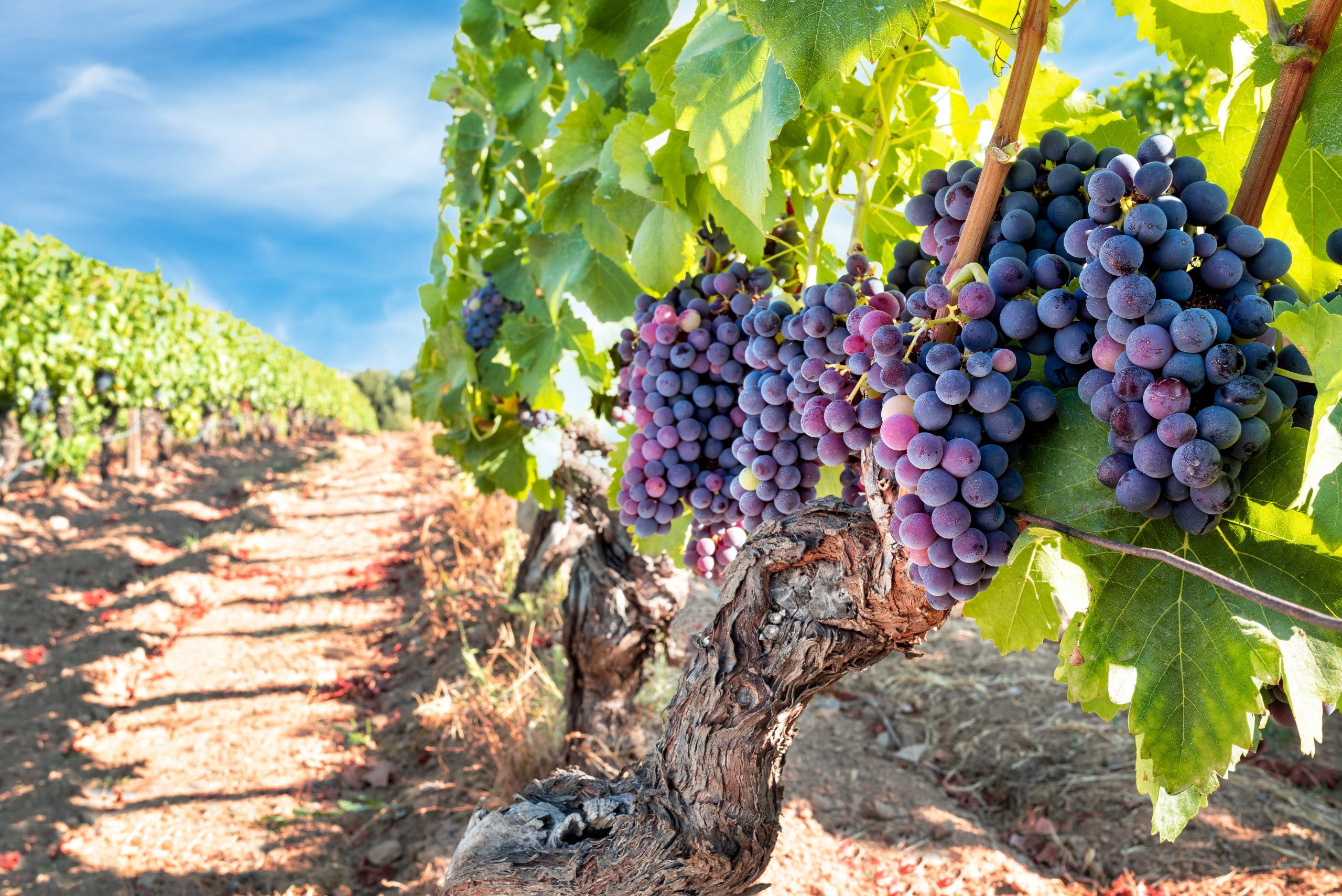 Veraison in a vineyard. Bunches of grapes with berries that begin the ripening phase. Traditional agriculture. Sardinia.