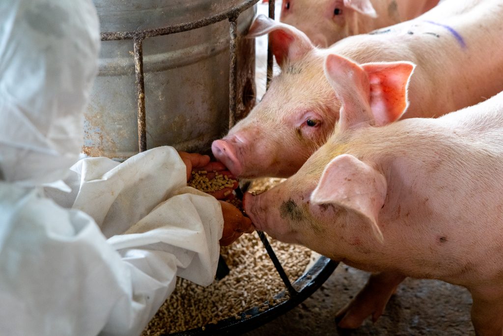 Veterinarian doctor feeding pigs at a pig farm