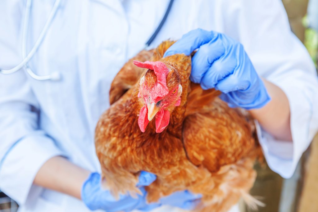 Veterinarian with stethoscope holding and examining chicken on ranch background. Hen in vet hands for check up in natural eco farm. Animal care and ecological farming concept