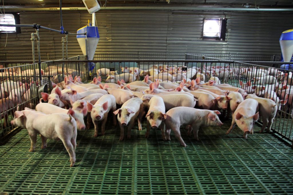 View from above of a breeding pig farm inside. Indoor photo of a pig farm with many new born piglets