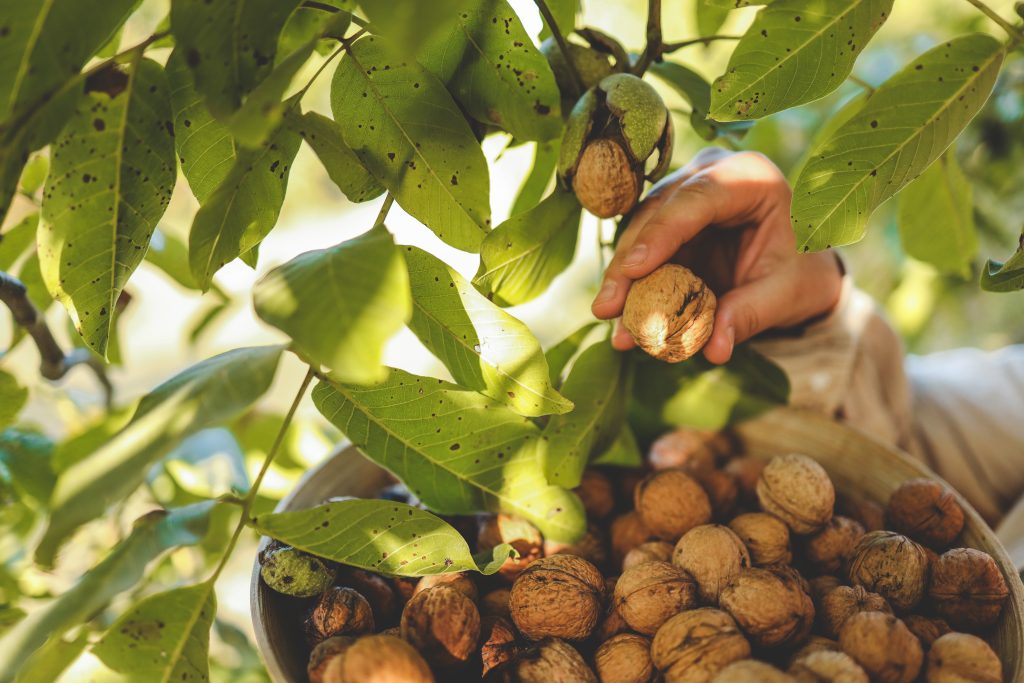 Walnut tree with big nuts in green shell close up, harvesting time.