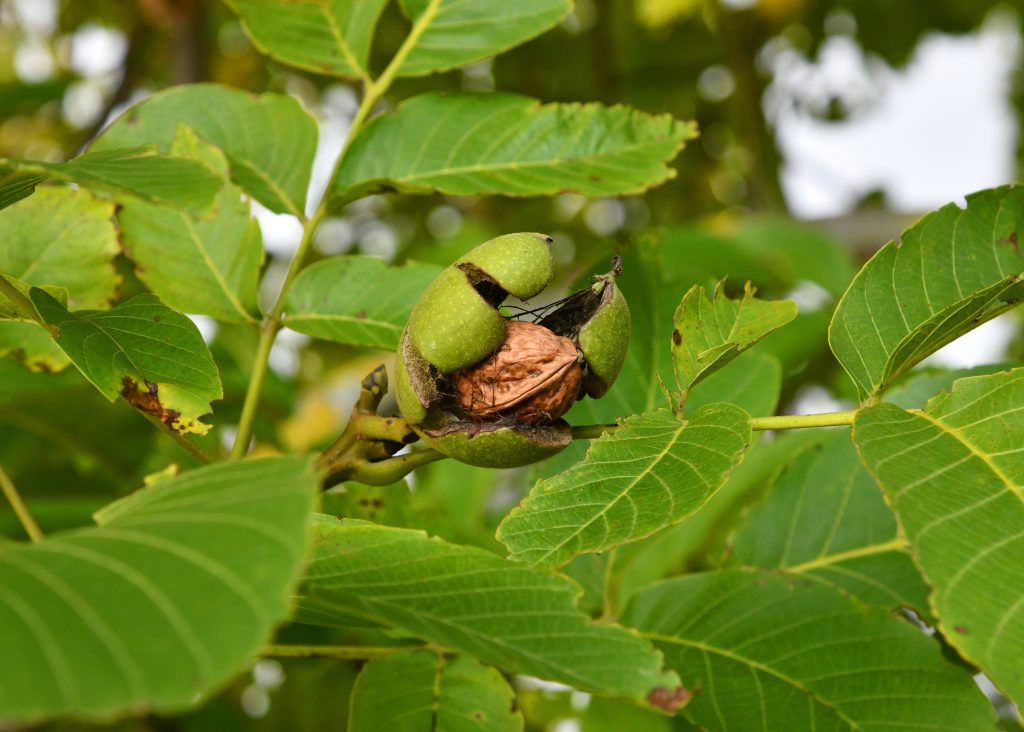 Walnuts on the tree in October