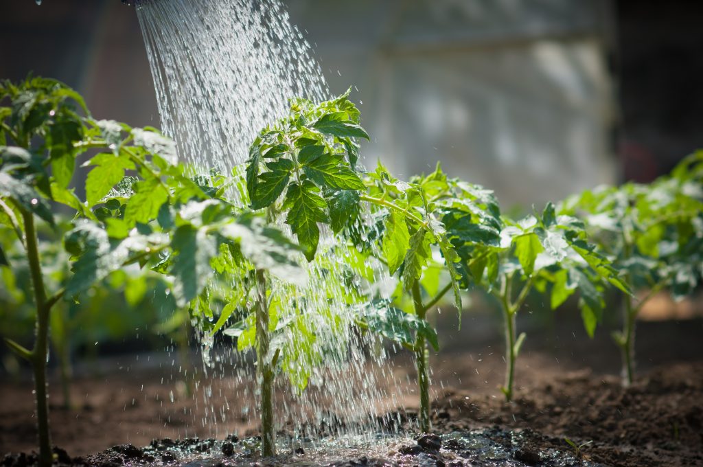 watering seedling tomato