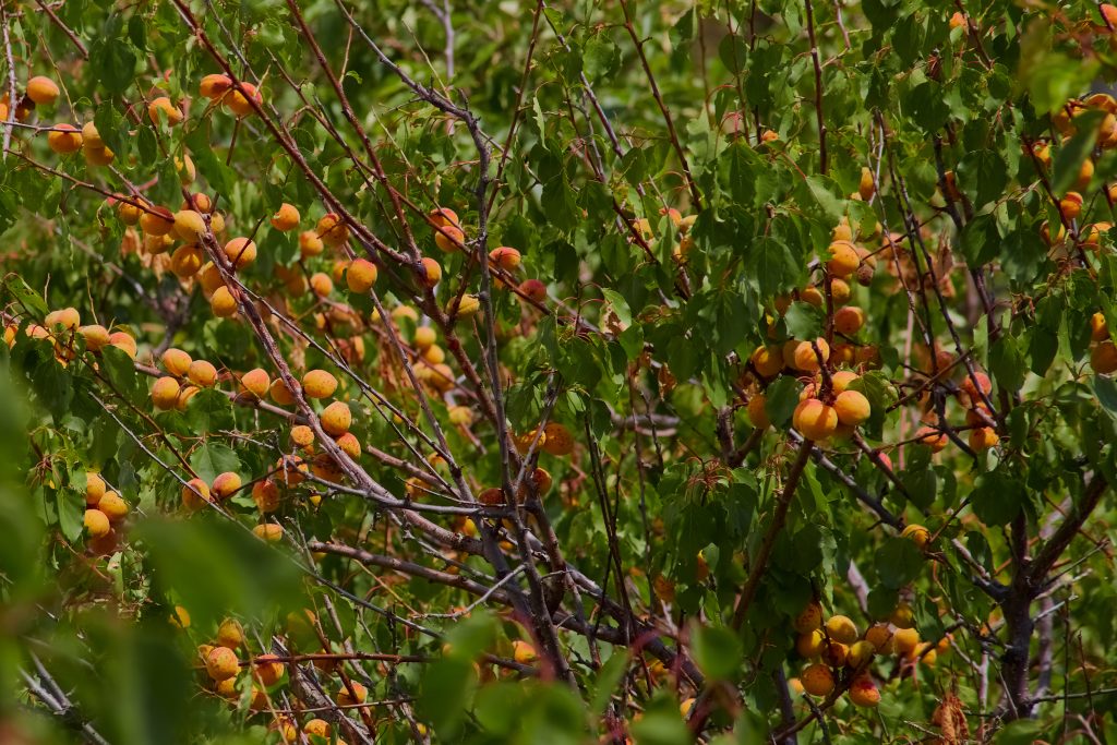 Wild apricots on a tree branch, untended fruit orchard with apricots, apricot harvesting