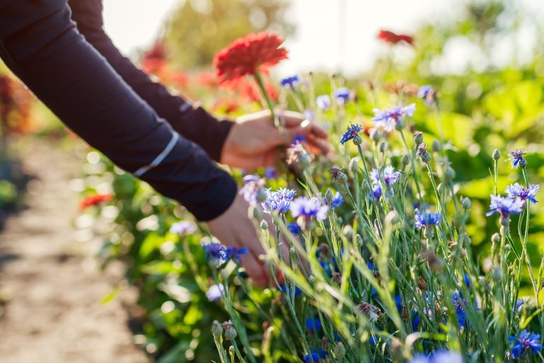 Woman gardener picking red zinnias and blue bachelor buttons in summer garden using pruner. Cut flowers harvest