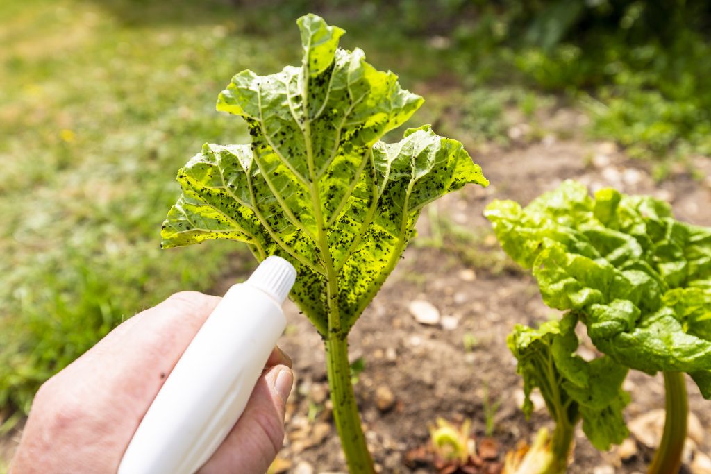 Woman hand using spray on rhubarb plant with infected by many black aphids. Using no pesticide, made with water, green soap and vinegar.