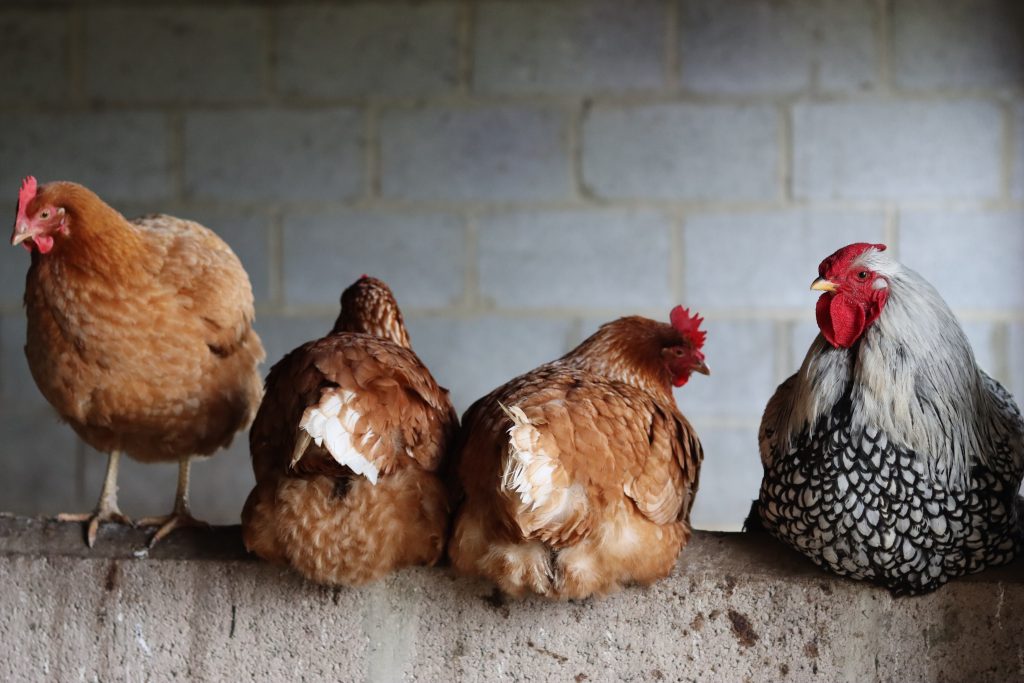 Wyandotte cockerel and brown hens in a line on a barn wall