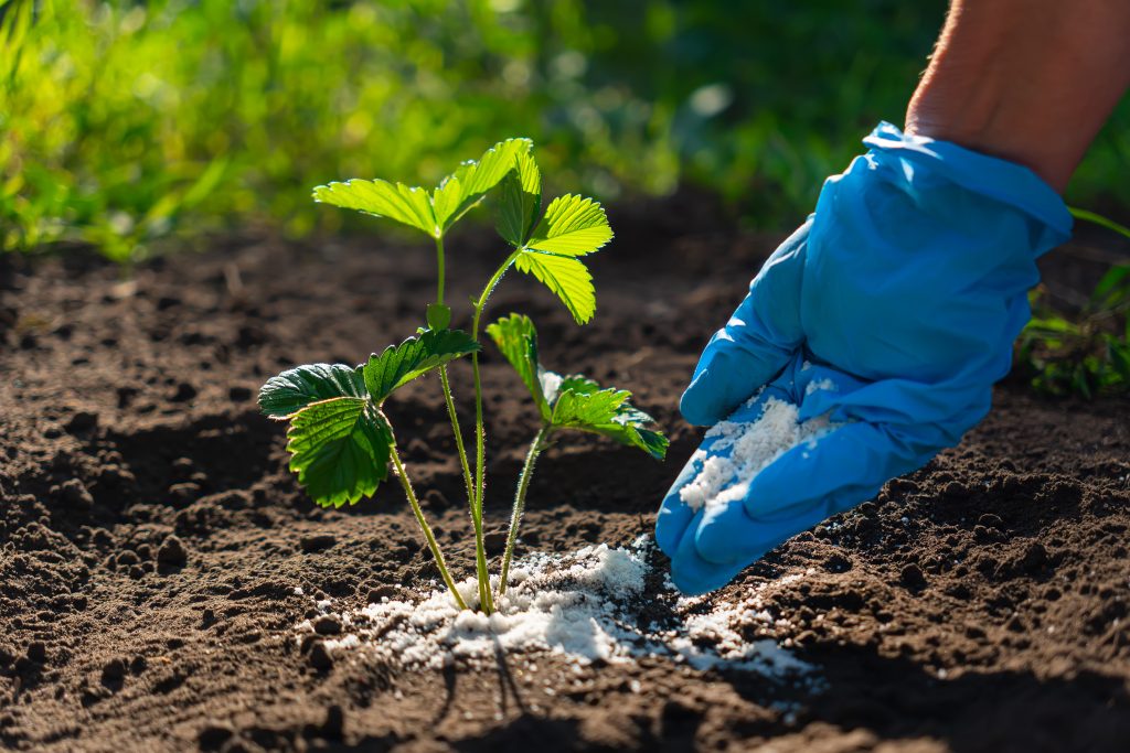 Young adult woman in a blue glove palm holding complex fertiliser granules for green small strawberry plant on dark brown ground background. Closeup. Root feeding. Preparation work in garden.