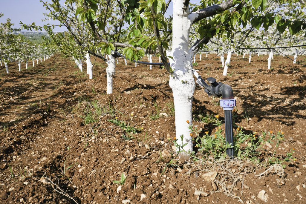 young cherry trees with irrigation system in sunny spring on the Apulian hill .