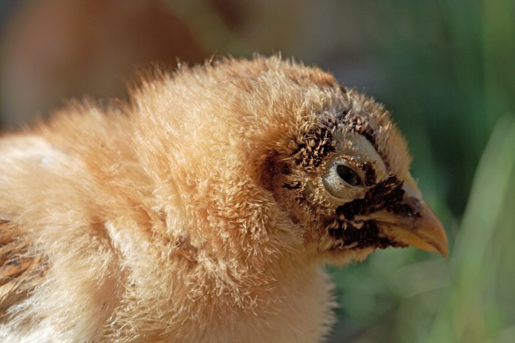 Young chicken with a heavy sticktight flea infestation on the face.