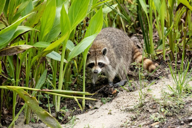 Young raccoon Procyon lotor hunts for food in swamp water in Naples, Florida