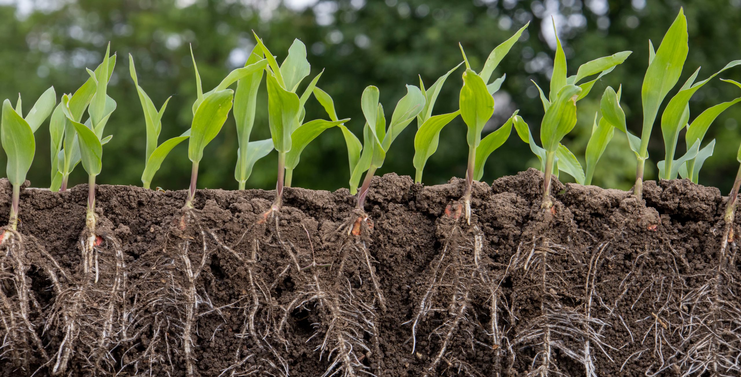 Young shoots of corn with roots.