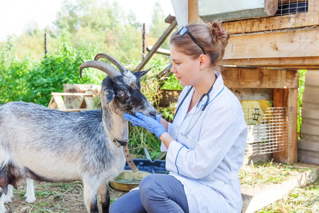 Young veterinarian woman with stethoscope holding and examining goat on ranch background. Young goat with vet hands for check up in natural eco farm. Animal care livestock ecological farming concept