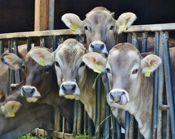 4 cows behind black metal rails