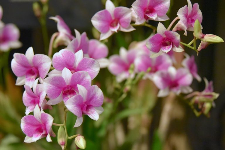 a bunch of pink and white flowers in a vase