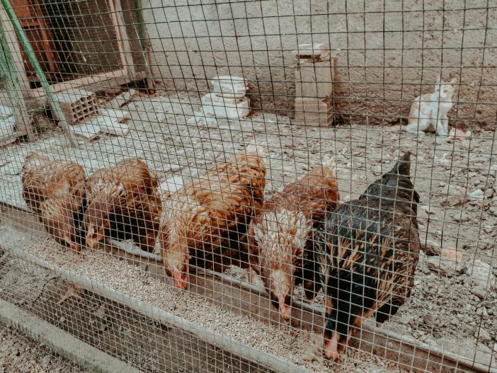 A close up shot of chickens eating inside a chicken coop