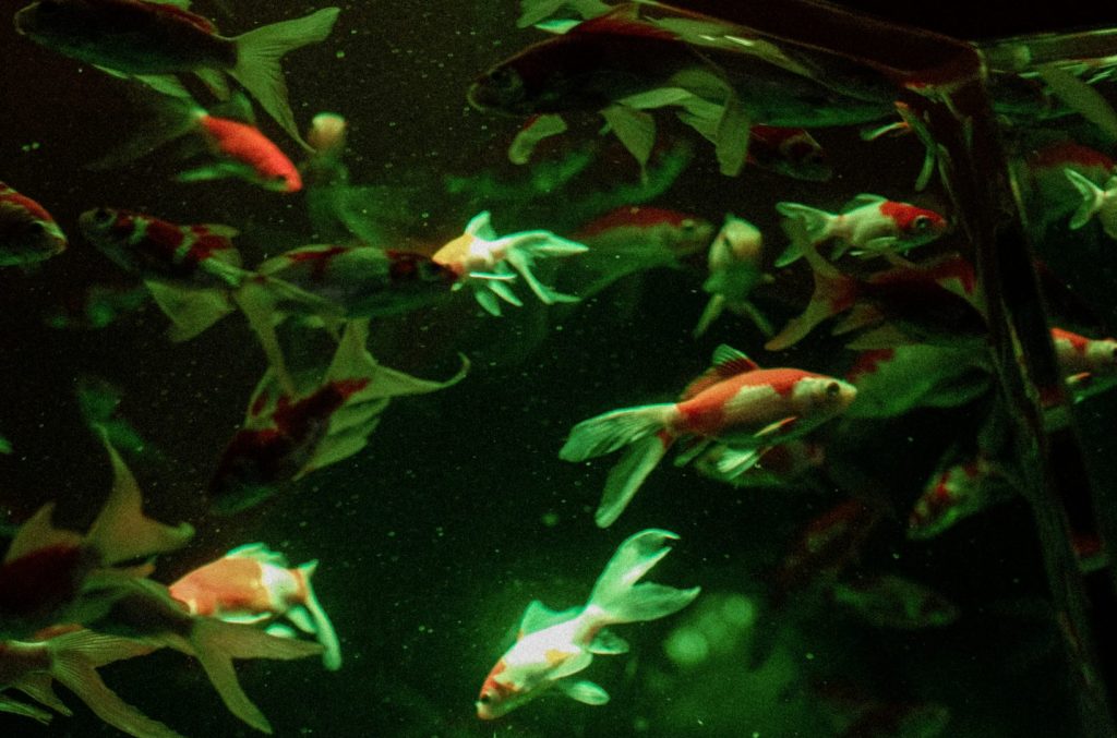 a group of fish swimming in an aquarium