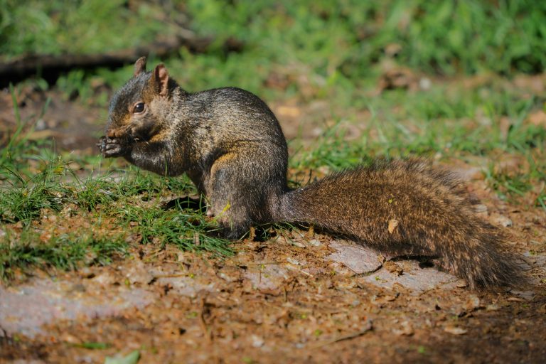 a squirrel is sitting on the ground in the grass