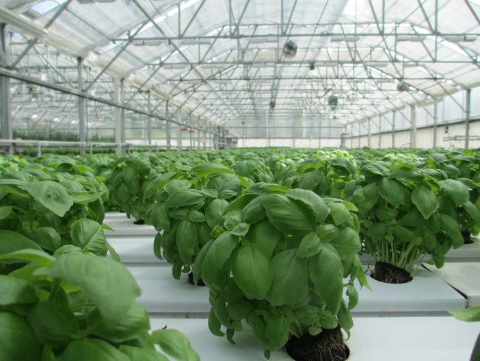 basil, greenhouse, plant