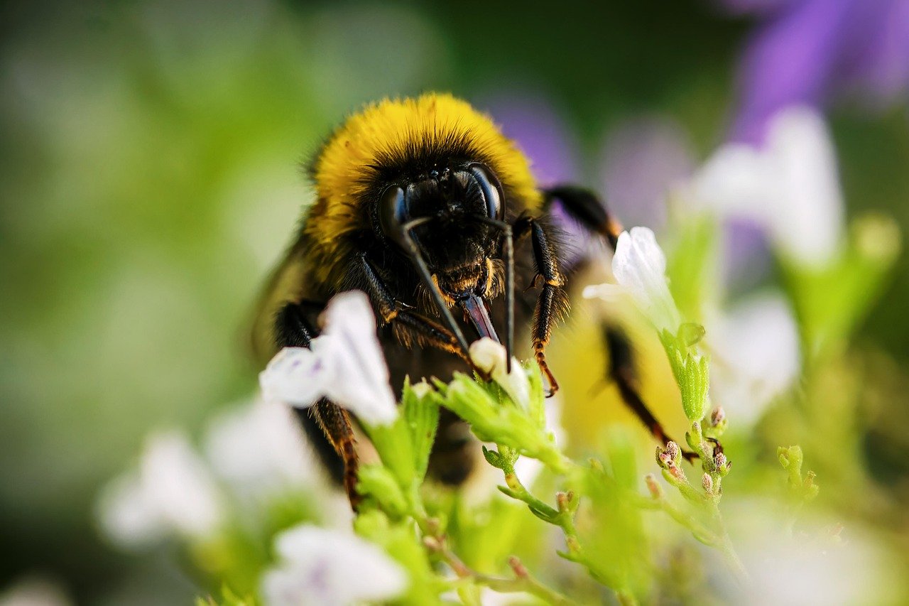 bee, flowers, pollination