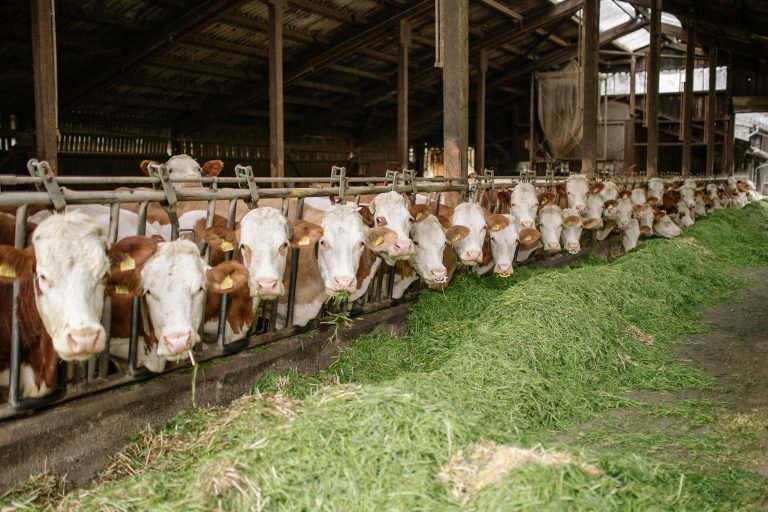 Cattles on a barn eating grass