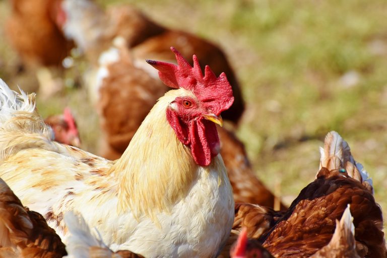 sustainable poultry farming