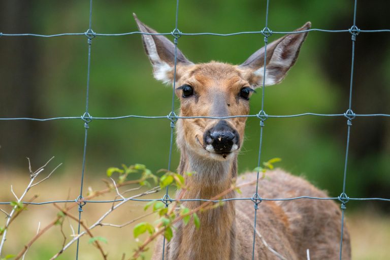 Close up photography of a young deer looking behind a wire fence