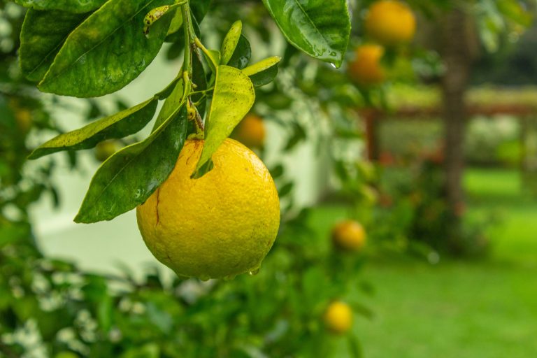 Closeup photo of round green fruit