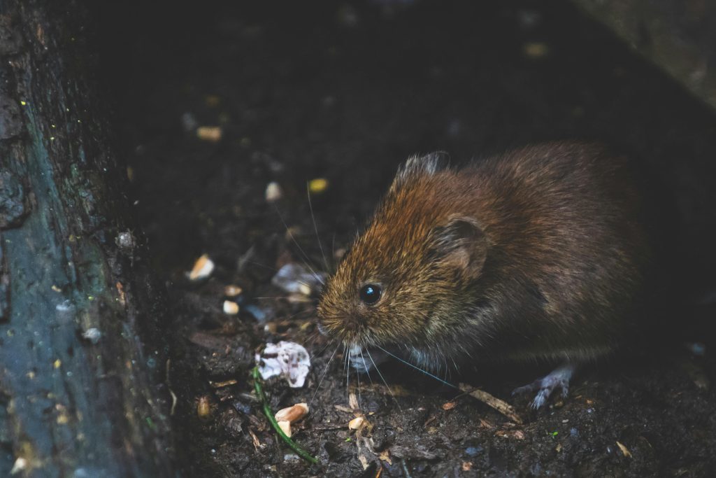 Closeup photo of tan rat