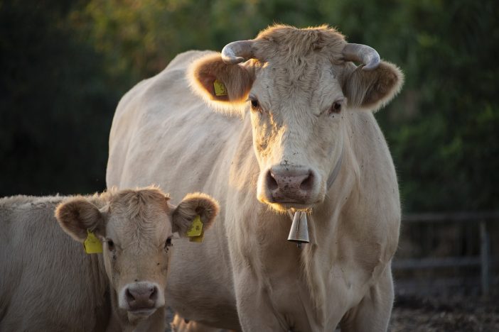 cows, calf, cattle