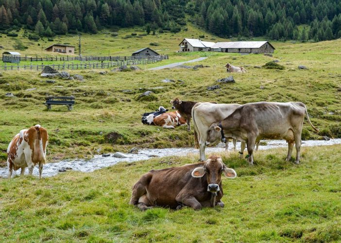 cows, mountain, lawn