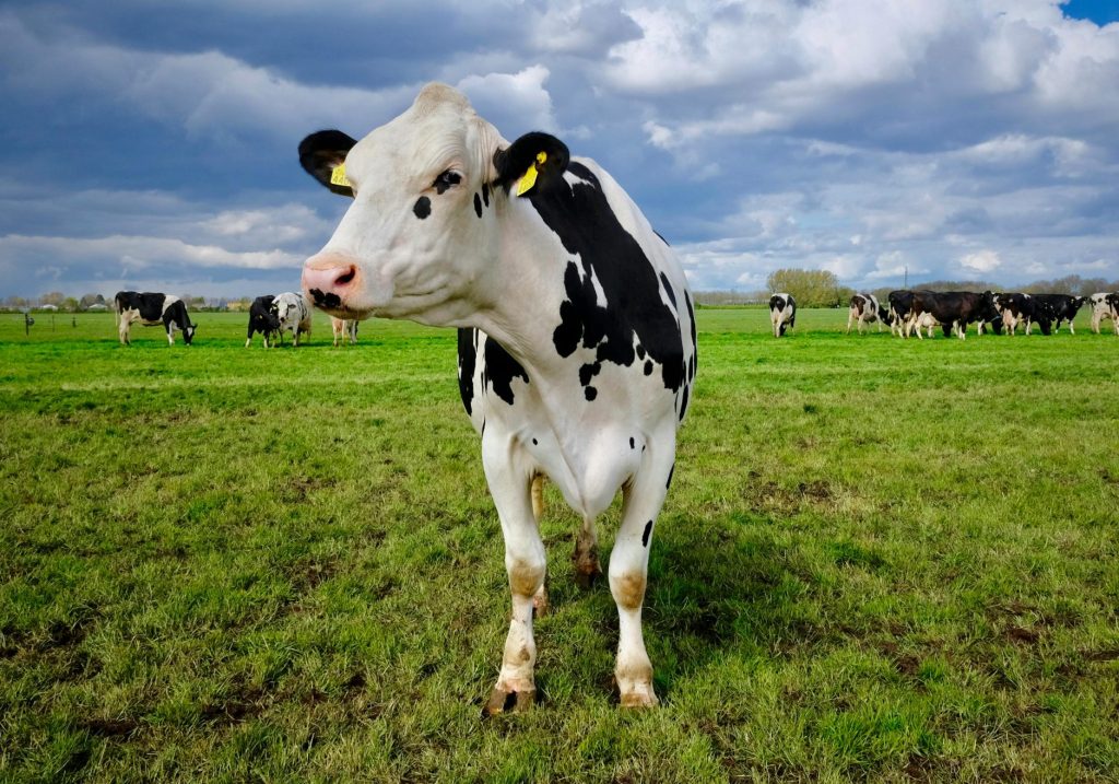 Cows on a grassy field