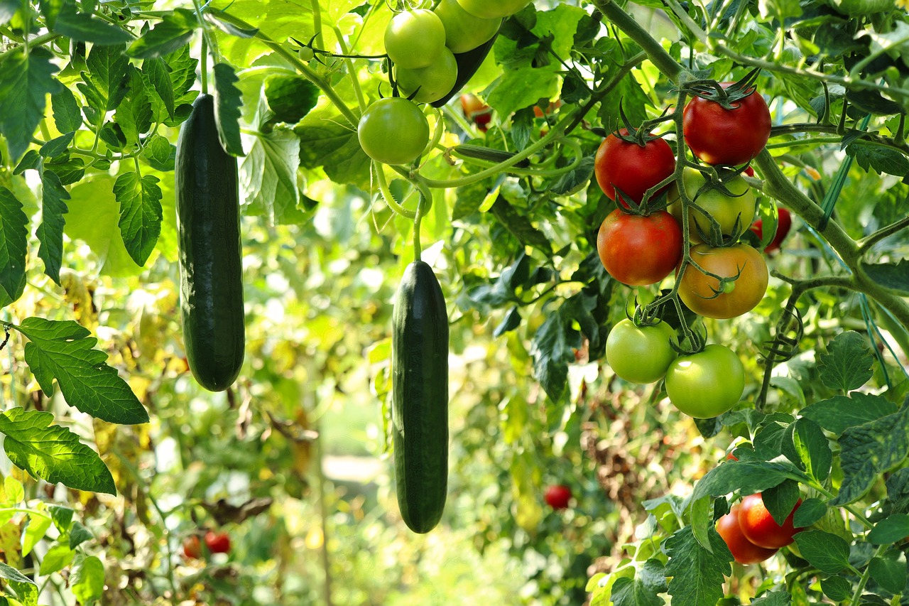 cucumber plant, tomato plant, vegetable garden