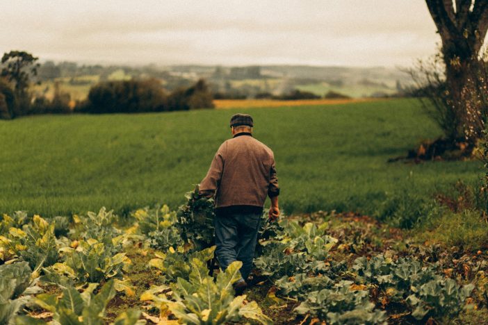 Farmer tending lush green fields in autumn