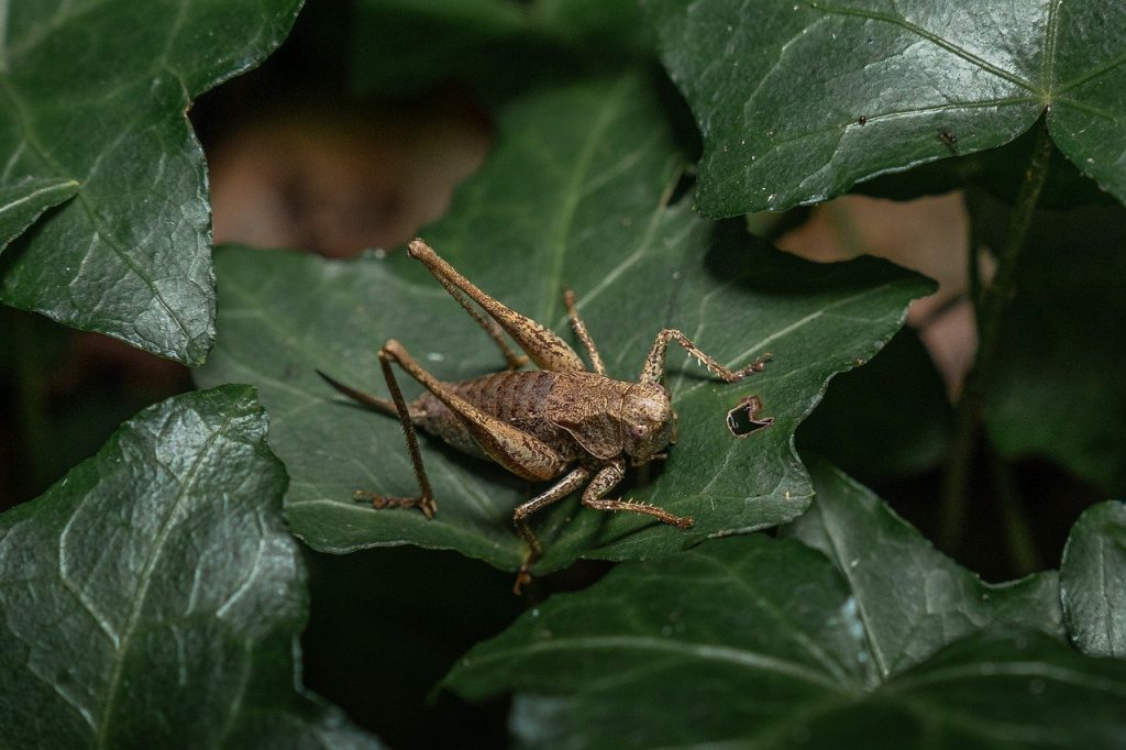 grasshopper, insect, beetle