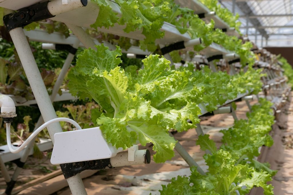 hydroponics, greenhouse, lettuce