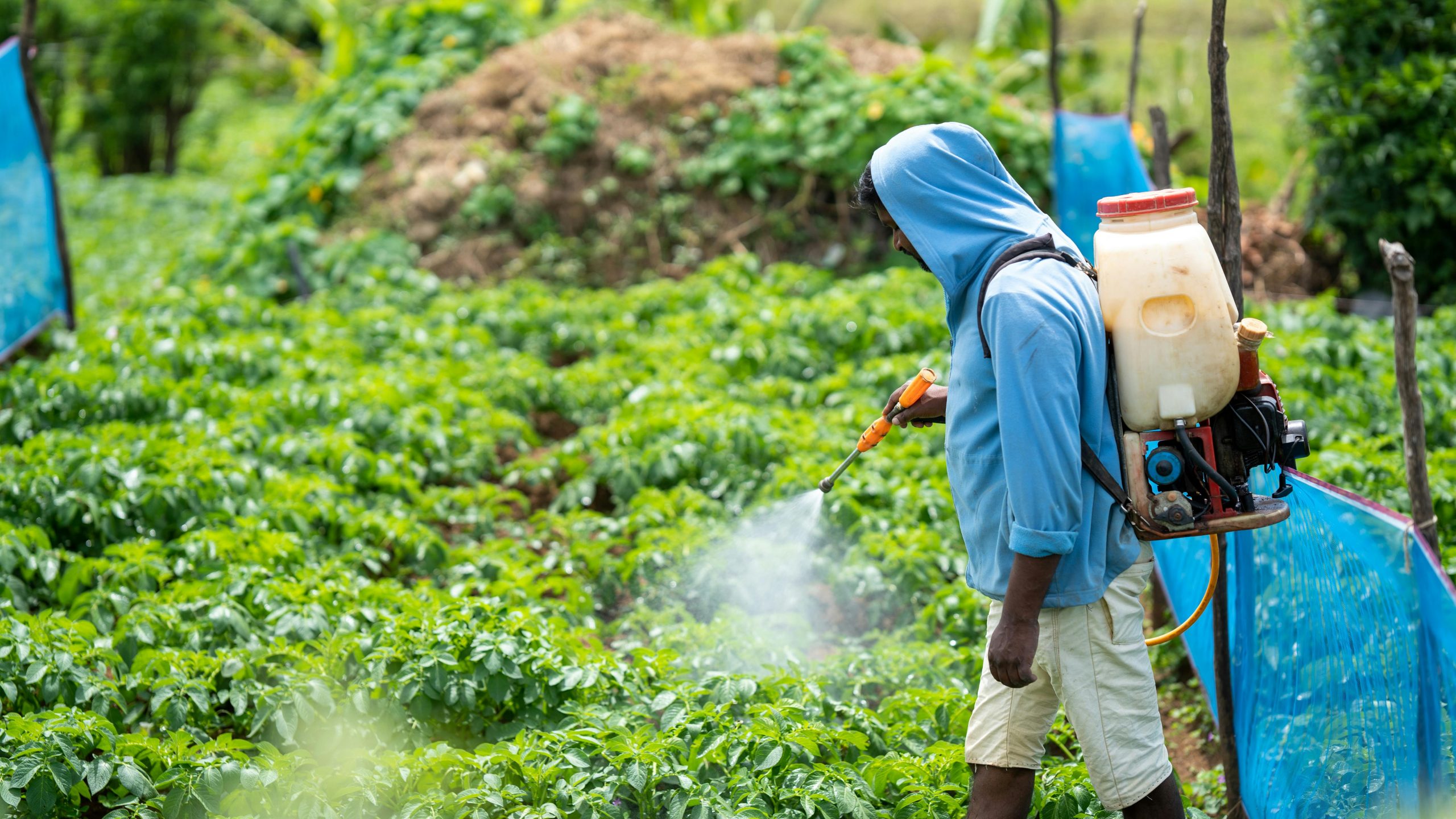 Man spraying plants in a vegetable garden using a sprayer