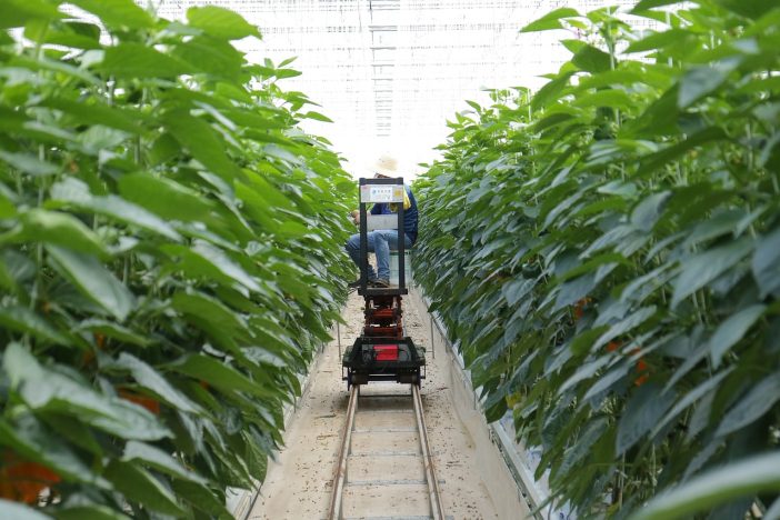 paprika, harvest, smart farm