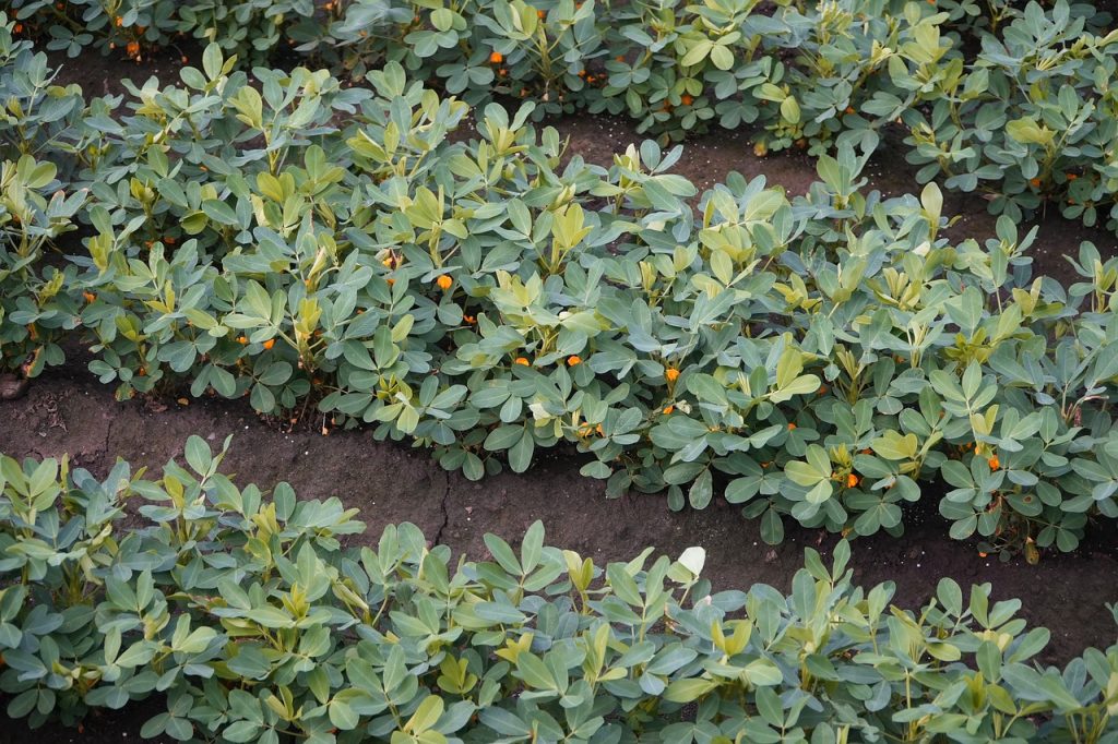 peanut, peanut farm, plants