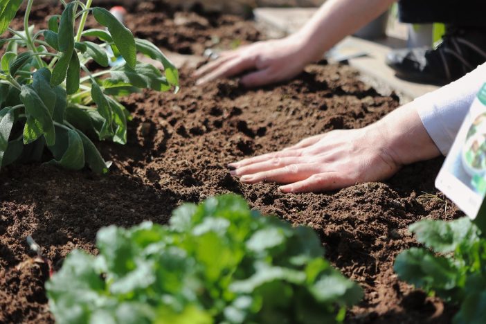 plant, hands, gardening