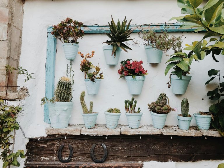 Plants in pot on wall