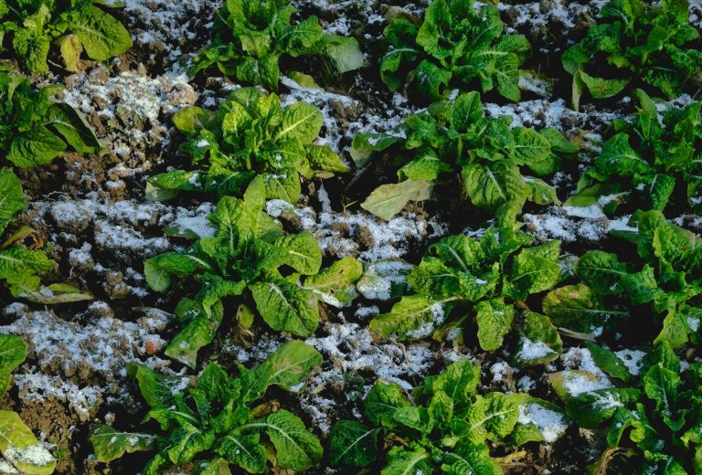 Plants on frozen ground