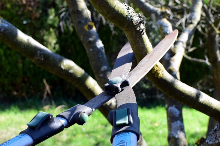 pruning shears, nature, hedge trimmer