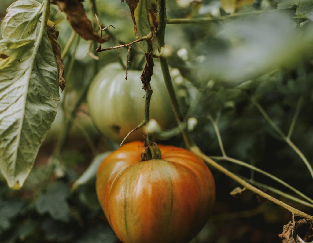 Ripe Tomato