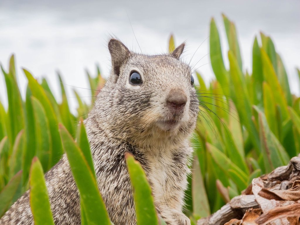 squirrel, animal, mammal