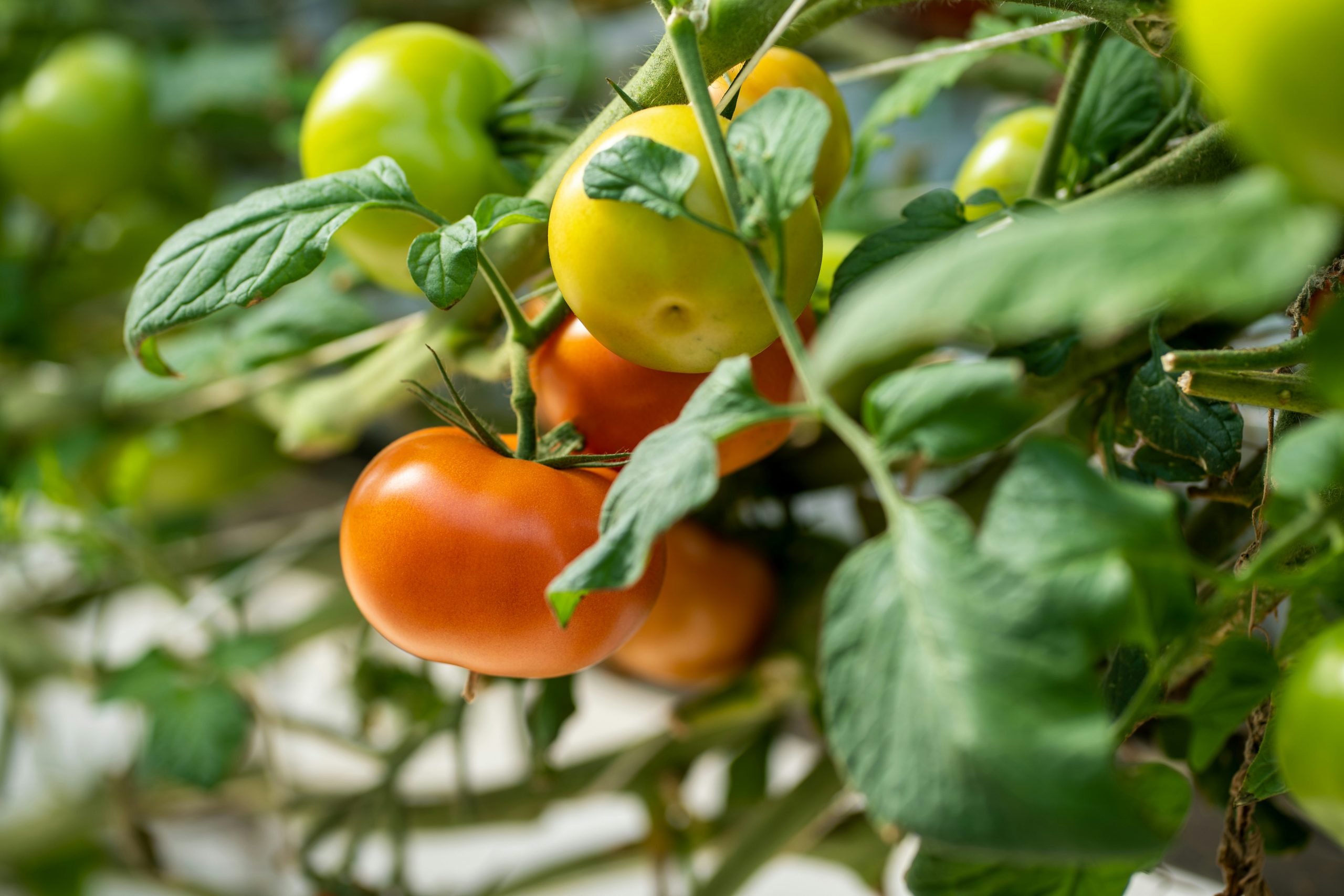 Tomato hanging on plant.