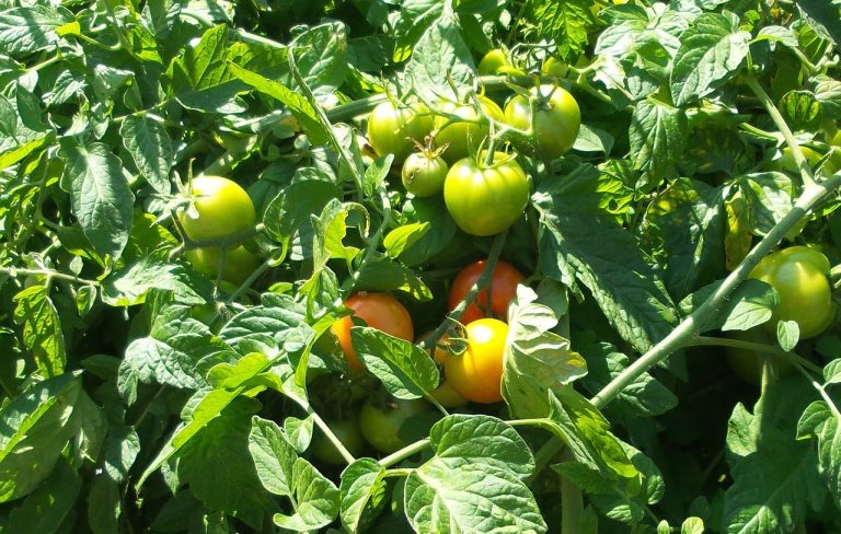 tomato, plants, heirloom