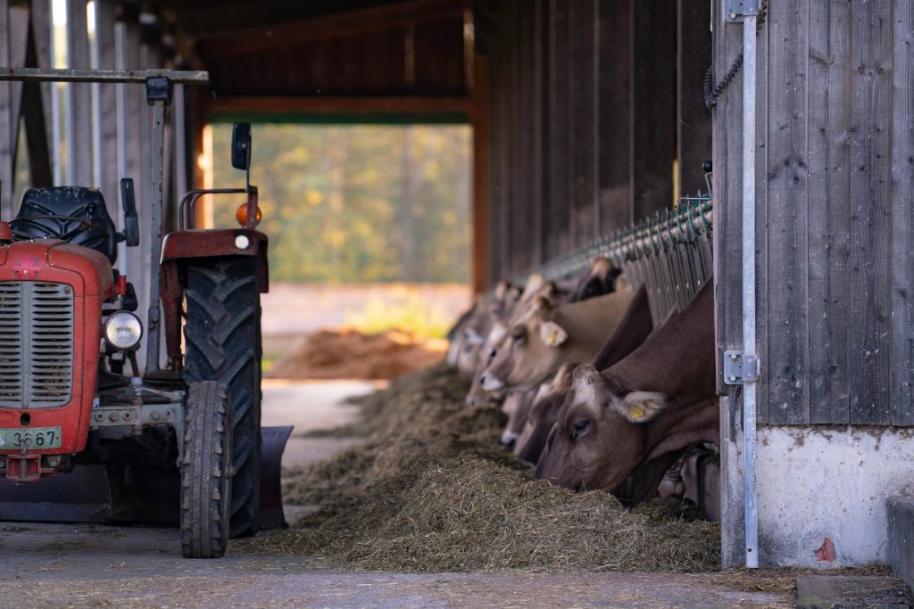 Tractor and cows in rural farm barn setting