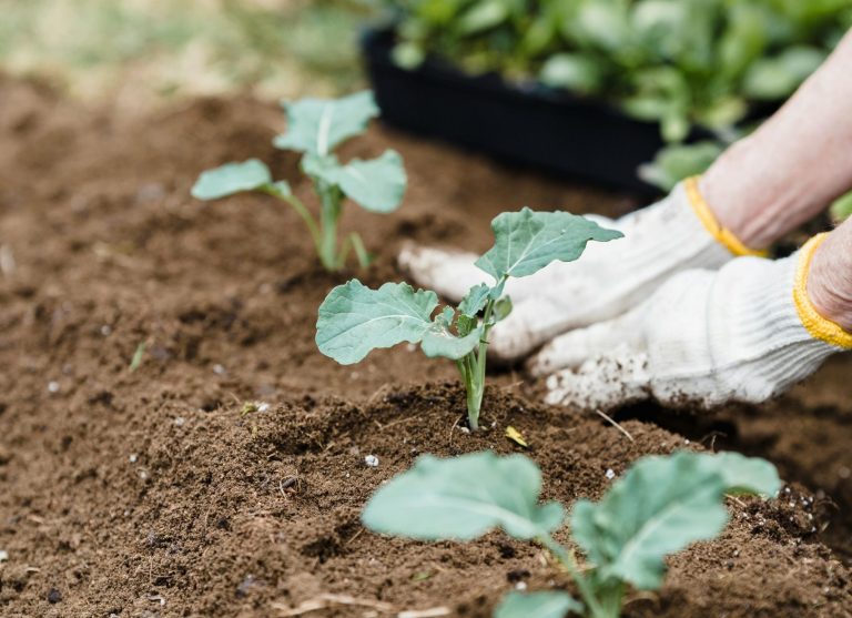 Unrecognizable farmer planting sprouts in countryside